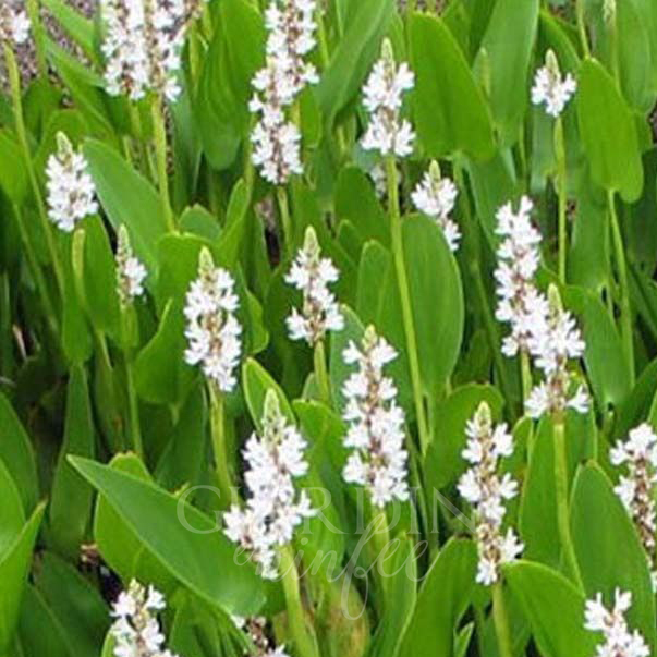 Pontederia Cordata Alba