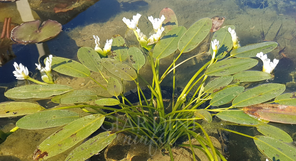 Aponogeton Distachyos - immagine 4