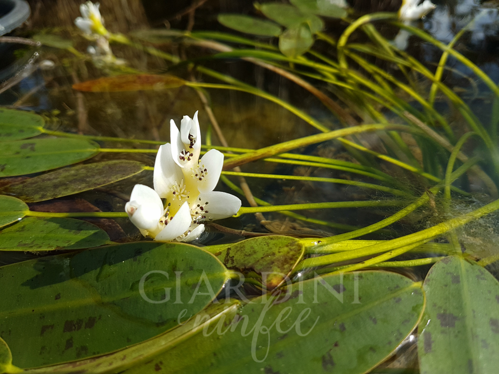 Aponogeton Distachyos - immagine 3