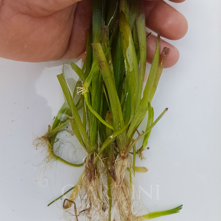 Vallisneria Nana