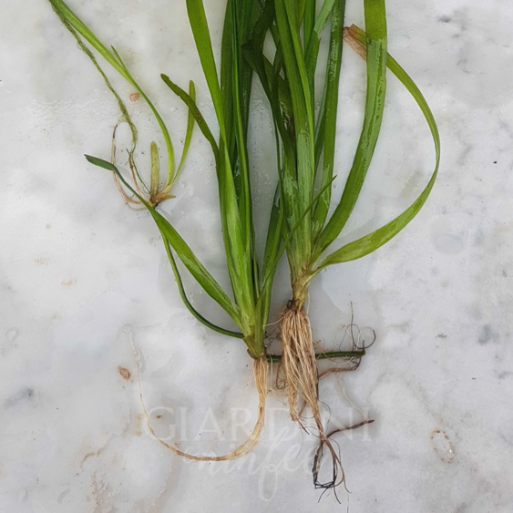 Vallisneria Nana - immagine 2