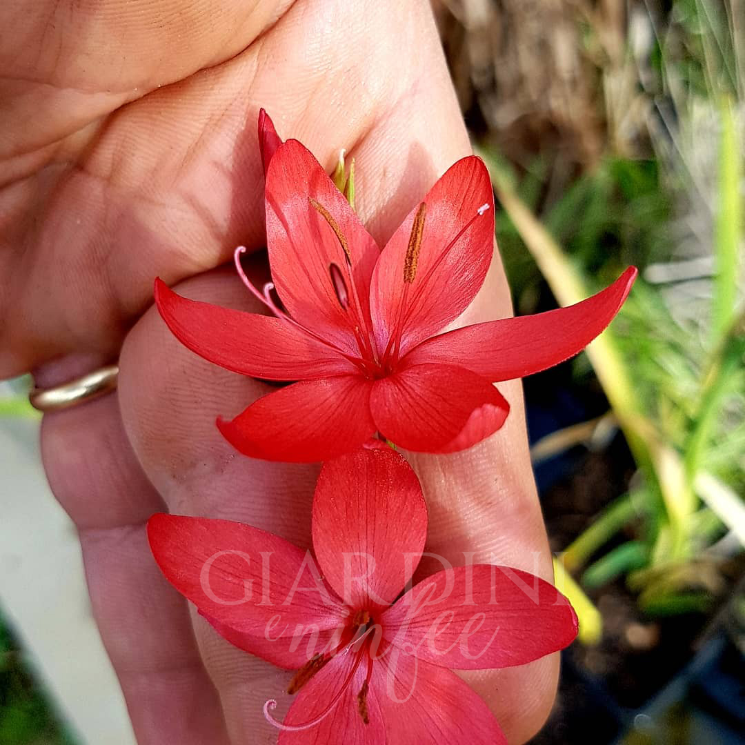 Schizostylis Coccinea Major (Rossa)