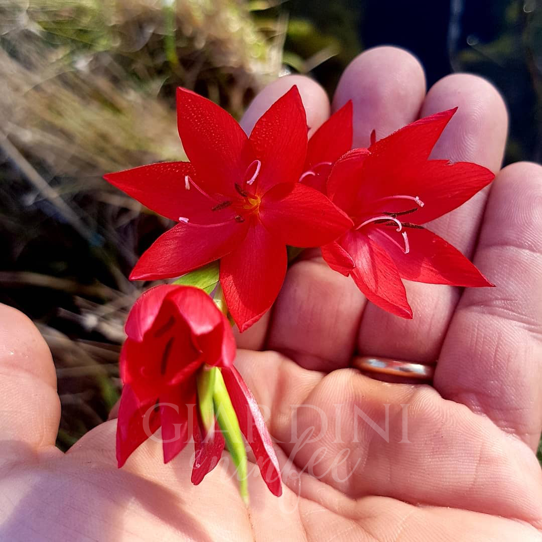 Schizostylis Coccinea Major (Rossa) - immagine 2