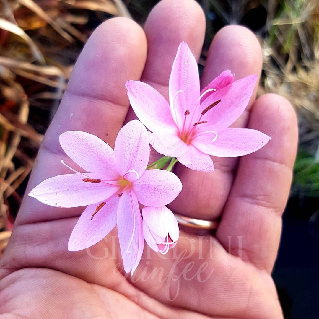 Schizostylis coccinea Rosea