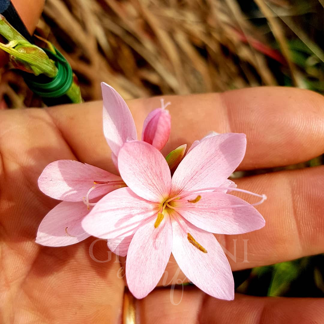 Schizostylis coccinea Rosea - immagine 2