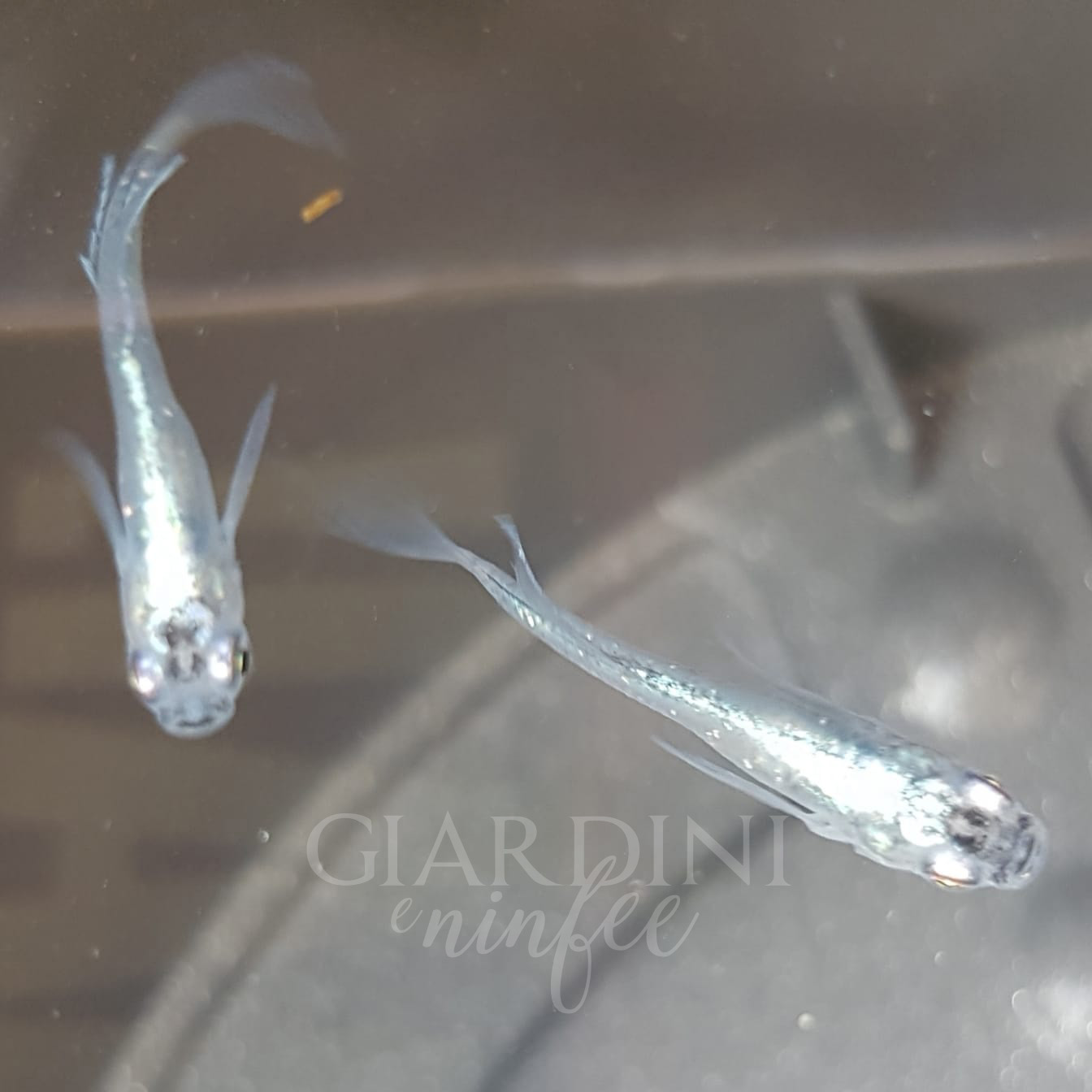 Itsusyukou Lamè Hikari Long Fins
